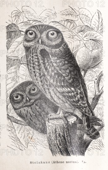 Little owl (Athene noctua), two little owls, owls in a black and white illustration on a tree stump, branch against a natural background, leaves, forest, both looking at the viewer with big eyes, black and white lithograph, work of art, old illustration, drawing, historical black and white illustration from Meyers Konversationslexikon, 4th edition, 1889-1890