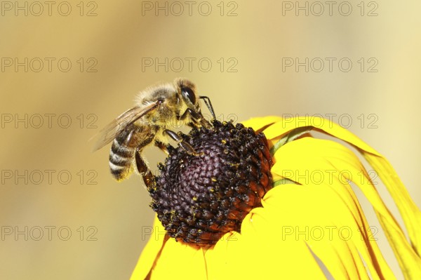 European honey bee (Apis mellifera), collecting nectar from a flower of the yellow coneflower (Echinacea paradoxa), close-up, macro photograph, Wilnsdorf, North Rhine-Westphalia, Germany