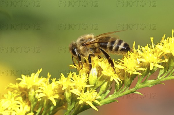European honeybee (Apis mellifera), with pollen pellets, collecting nectar from a goldenrod (Solidago) flower, Wilden, North Rhine-Westphalia, Germany