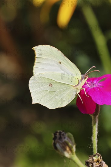 Lemon butterfly (Gonepteryx rhamny) on crown campion (Lychnis coronaria), in a nature garden, Wilnsdorf, North Rhine-Westphalia, Germany