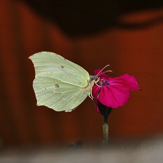 Lemon butterfly (Gonepteryx rhamny) on crown campion (Lychnis coronaria), in a nature garden, Wilnsdorf, North Rhine-Westphalia, Germany
