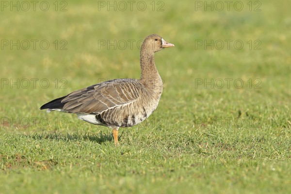 White-fronted goose (Anser albifrons), standing in a meadow in the wintering area, wildlife, Bislicher Insel nature reserve, Xanten, Lower Rhine, North Rhine-Westphalia, Germany