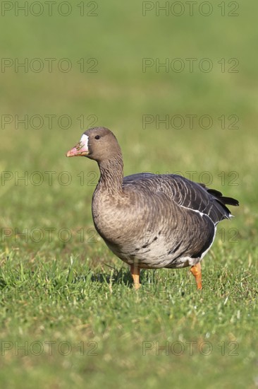 White-fronted goose (Anser albifrons), standing in a meadow in the wintering area, wildlife, Bislicher Insel nature reserve, Xanten, Lower Rhine, North Rhine-Westphalia, Germany