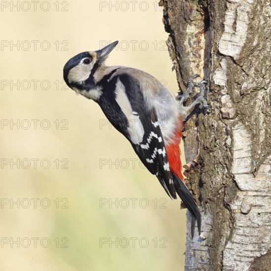 Great spotted woodpecker (Dendrocopus major), female, foraging on the trunk of a common birch (Betula pendula), wildlife, woodpeckers, nature photography, autumn, Wilnsdorf, North Rhine-Westphalia, Germany