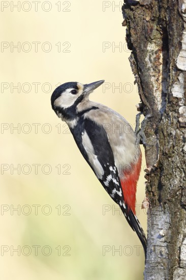 Great spotted woodpecker (Dendrocopus major), female, foraging on the trunk of a common birch (Betula pendula), wildlife, woodpeckers, nature photography, autumn, Wilnsdorf, North Rhine-Westphalia, Germany