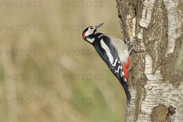 Great spotted woodpecker (Dendrocopus major), male, foraging on the trunk of a common birch (Betula pendula), wildlife, woodpeckers, nature photography, autumn, Wilnsdorf, North Rhine-Westphalia, Germany