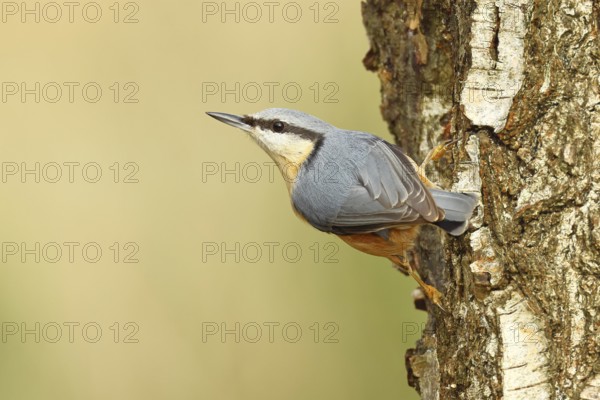 Nuthatch (Sitta europaea) climbing on a birch trunk, Animals, Birds, Wilnsdorf, North Rhine-Westphalia, Germany