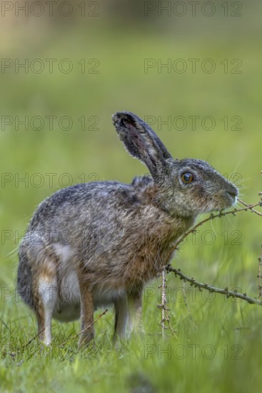 An obviously interesting scent on a larch branch lying on the ground makes the brown hare (Lepus europaeus) pause, odour, curiosity, Denmark