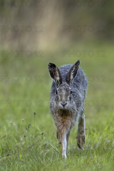 In the evening, the brown hare (Lepus europaeus) leaves its nest in the forest and hops to the nearby meadow, frontal view, Denmark