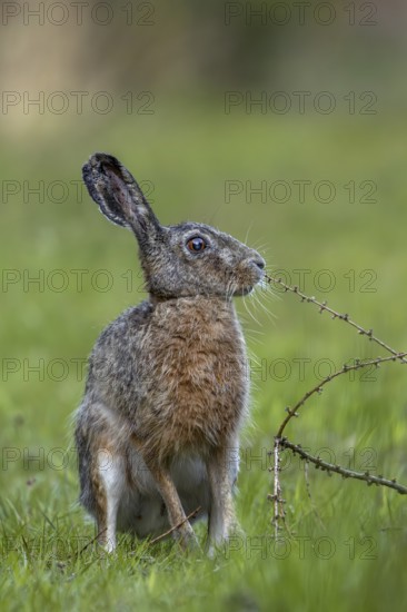 It must be a really interesting scent on the larch branch, because the brown hare (Lepus europaeus) sniffs it very intensely, odour, curiosity, Denmark