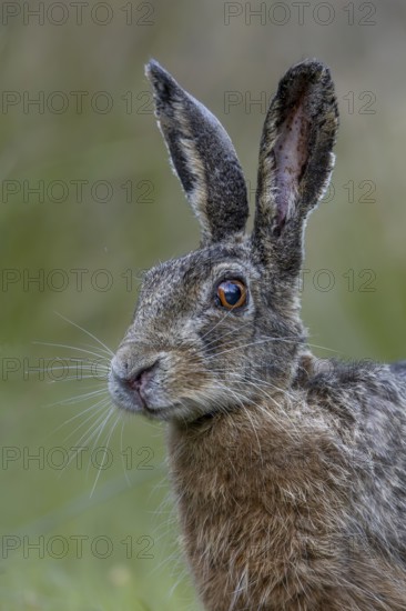 Portrait of a hare (Lepus europaeus) looking surprised, suddenly coming upon a photographer lying on the ground, tension, Denmark