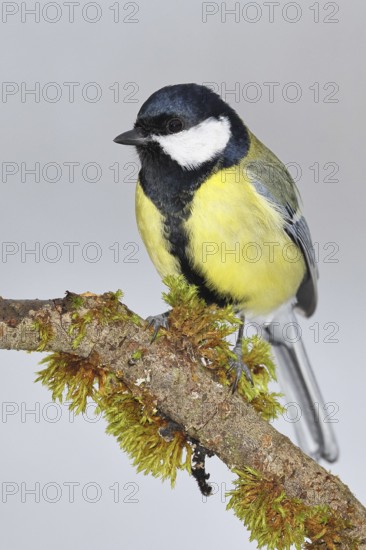 Great Tit (Parus major), sitting on a branch overgrown with moss and lichen, Wildlife, Animals, Birds, Tits, Wilnsdorf, North Rhine-Westphalia, Germany