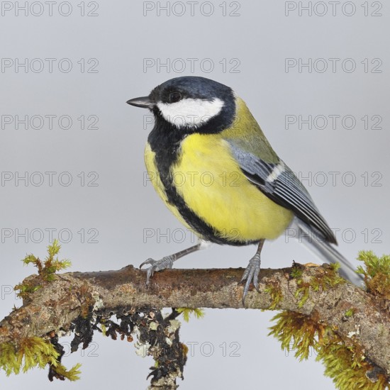 Great Tit (Parus major), sitting on a branch overgrown with moss and lichen, Wildlife, Animals, Birds, Tits, Wilnsdorf, North Rhine-Westphalia, Germany