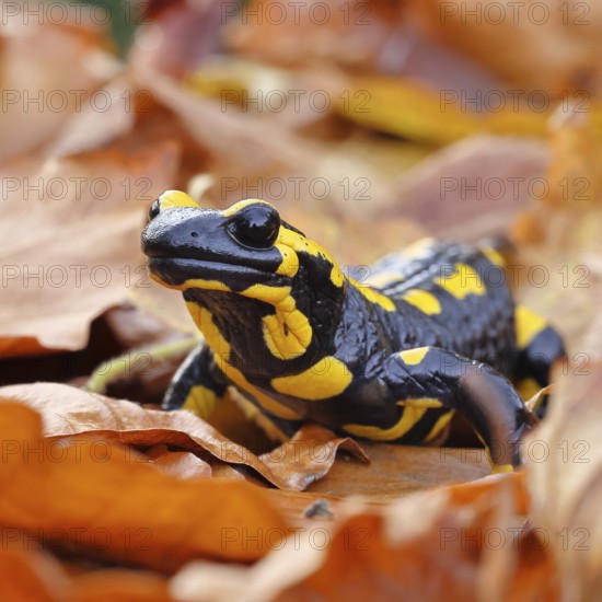 Fire salamander (Salamandra salamandra), in a beech forest on autumn leaves, autumn, Wilnsdorf, North Rhine-Westphalia, Germany