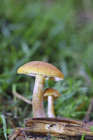 Orange snail (Hygrophorus pudorinus), inedible mushroom, on a forest path, autumn, Wilnsdorf, North Rhine-Westphalia, Germany