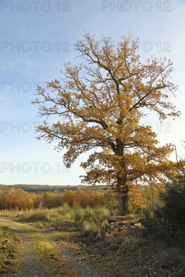Forest trail with an oak tree in autumn leaves on the edge, autumn, Wilnsdorf, North Rhine-Westphalia, Germany