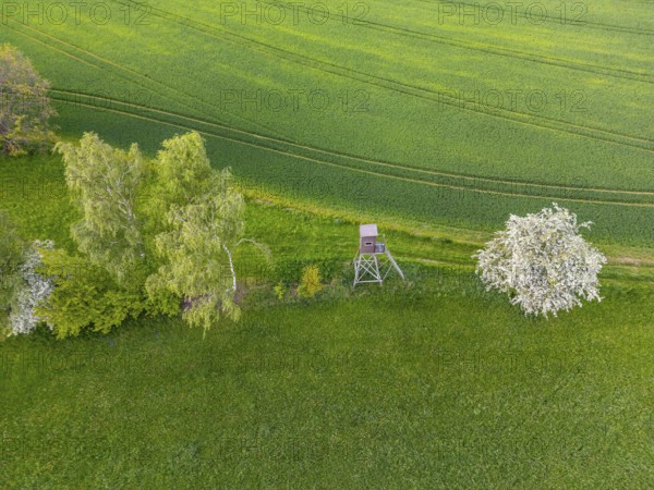 Aerial view, drone photo: Green landscape with trees, raised stand and blooming cherry tree, Rützengrün, Jakobsweg Silberberg, Vogtland, Saxony, Germany