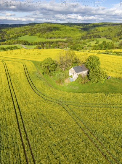 Aerial view, drone photo: Lonely country house with trees, surrounded by blooming rapeseed, forests in the back, Schwartenberg, Ore Mountains Vogtland nature park Park, Neuhausen, Ore Mountains, Saxony, Germany