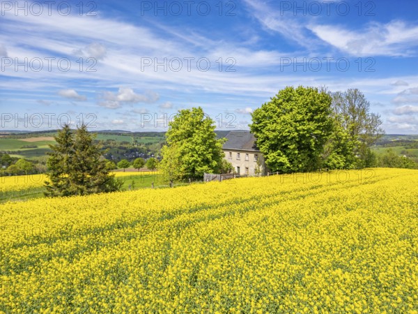 Aerial view, drone photo: Lonely located country house with trees, surrounded by blooming rapeseed, Schwartenberg, Ore Mountains Vogtland nature park Park, Neuhausen, Ore Mountains, Saxony, Germany