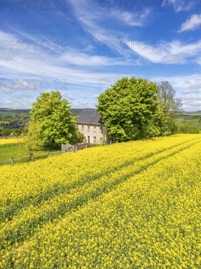 Aerial view, drone photo: Lonely located country house with trees, surrounded by blooming rapeseed, Schwartenberg, Ore Mountains Vogtland nature park Park, Neuhausen, Ore Mountains, Saxony, Germany