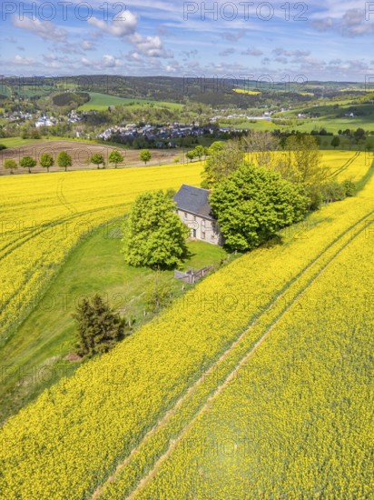 Aerial view, drone photo: Lonely country house with trees, surrounded by blooming rapeseed, in the back the community of Neuhausen, Schwartenberg, Ore Mountains Vogtland nature park Park, Neuhausen, Ore Mountains, Saxony, Germany