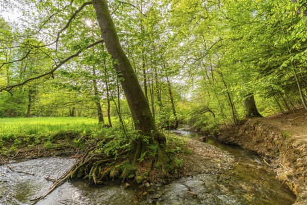 Beeches and alders with large roots in the forest on the Pöltzsch river, also Eulenwasser, Poetenweg, Pilgerroute Jakobsweg Silberberg, Rodewisch, Vogtland, Saxony, Germany
