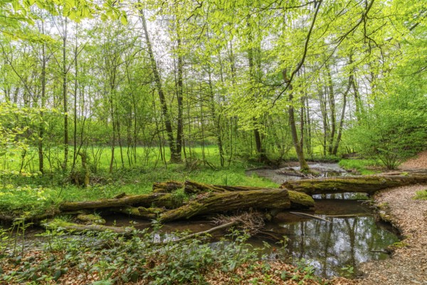 Fallen trees in the forest on the river Pöltzsch, also Eulenwasser, Poetenweg, Pilgerroute Jakobsweg Silberberg, Rodewisch, Vogtland, Saxony, Germany