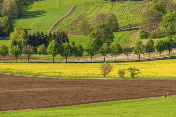 View from Schwartenberg over fields, groups of trees, rows of trees and blooming rapeseed, ridge trail through the Ore Mountains, Ore Mountains Vogtland nature park Park, Neuhausen, Ore Mountains, Saxony, Germany