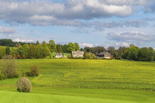 Individual farms on the edge of a blooming rapeseed field, ridge path through the Ore Mountains, health resort and toy village Seiffen, Ore Mountains, Saxony, Germany