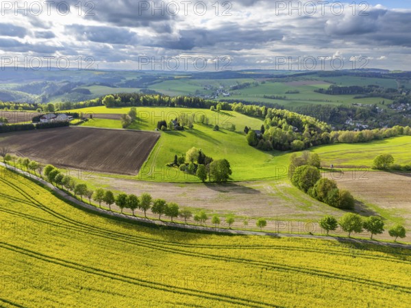 Aerial view, drone photo: Blooming rapeseed field, rows of trees, fields and forests in the Ore Mountains, Schwartenberg, Ore Mountains Vogtland nature park Park, Neuhausen, Ore Mountains, Saxony, Germany
