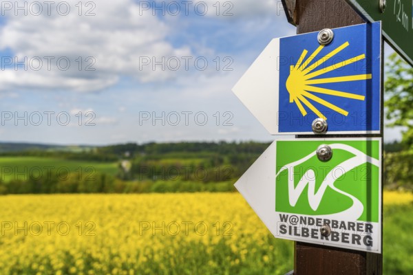 Hiking trail of the Silberberg Way of St. James and the Wanderbarer Silberberg circular trail, in the back a blooming rapeseed field, Lößnitz, Ore Mountains, Saxony, Germany