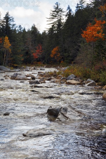 Rapids, Rocky Gorge, Swift River, River Landscape near Albany, Autumn Leaves, Indian Summer, White Mountain National Forest, Kancamagus Highway, New Hampshire, New England, USA