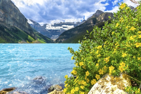 Yellow wildflowers are blooming on the rocky shore of the turquoise lake louise with the canadian rockies in the background in banff national park, alberta, canada