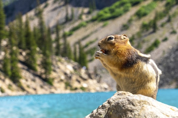 Golden mantled ground squirrel enjoying a meal on a rock by the turquoise waters of moraine lake, with the scenic canadian rockies in the background