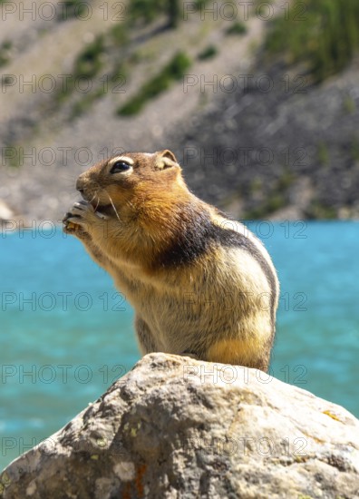 Golden mantled ground squirrel enjoying a snack on a rock with the turquoise waters of moraine lake and the canadian rockies in the background in banff national park, alberta, canada