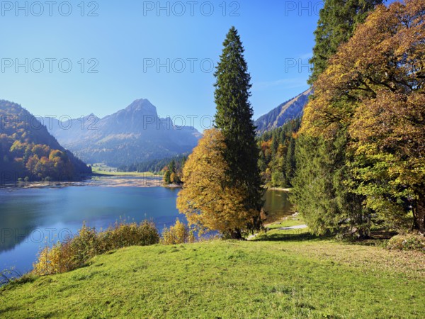 Autumn-coloured sycamore maple (Acer pseudo plantanus), at Obersee, Näfels, Canton Glarus, Switzerland