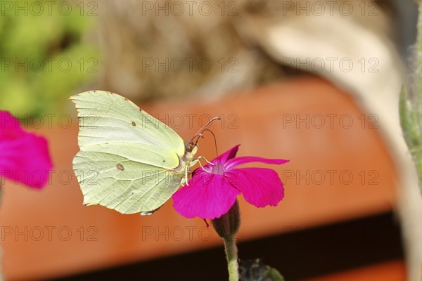 Lemon butterfly (Gonepteryx rhamny) on crown campion (Lychnis coronaria), in a nature garden, Wilnsdorf, North Rhine-Westphalia, Germany