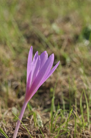 Autumn crocus (Colchicum autumnale), half-opened flowers in a meadow, endangered, protected poisonous plant species, native nature, wet meadow, autumn messenger, season, autumn, bulbous plant, poisonous plant, Wilnsdorf, North Rhine-Westphalia, Germany