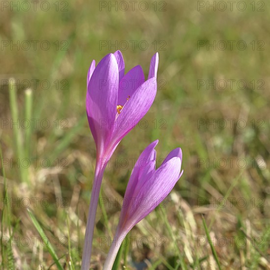Autumn crocus (Colchicum autumnale), half-opened flowers in a meadow, endangered, protected poisonous plant species, native nature, wet meadow, autumn messenger, season, autumn, bulbous plant, poisonous plant, Wilnsdorf, North Rhine-Westphalia, Germany