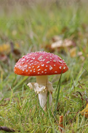 Red fly agaric (Amanita muscaria), fruiting body, in a meadow, close-up, Wilnsdorf, North Rhine-Westphalia, Germany