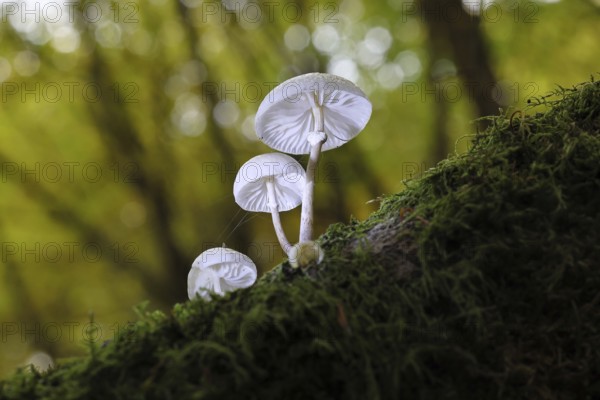 Ringed beech slime beetle (Oudemansiella mucida), on beech deadwood, Wilnsdorf, North Rhine-Westphalia, Germany