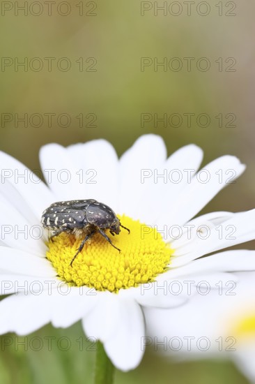 Weeping rose chafer (Oxythyrea funesta), on meadow daisy (Leucanthemum vulgare), other animals, insects, beetles, animals, wildlife, close-up, Wilnsdorf, North Rhine-Westphalia, Germany