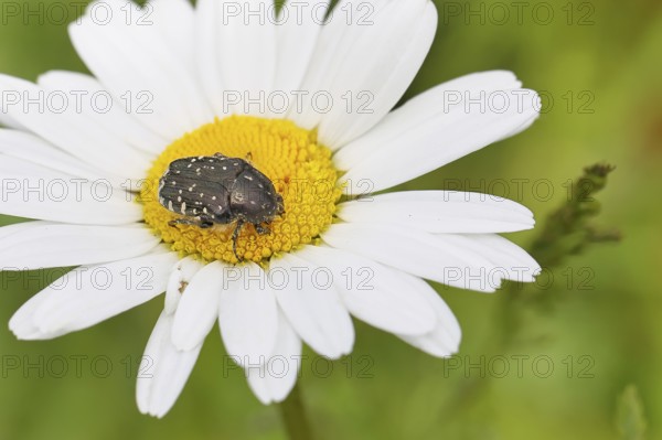 Weeping rose chafer (Oxythyrea funesta), on meadow daisy (Leucanthemum vulgare), other animals, insects, beetles, animals, wildlife, close-up, Wilnsdorf, North Rhine-Westphalia, Germany
