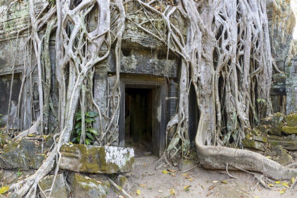 Tetrameles (Tetrameles nudiflora), tree conquers with its roots the ruins of the temple complex of Ta Prohm, Angkor Thom, UNESCO World Heritage Site, Siem Reap, Cambodia