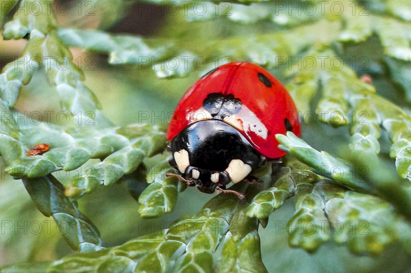 Frontal close-up of lucky charm Symbol of good luck Seven-spot ladybird (Coccinella septempunctata), harbinger of spring, Germany