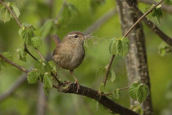 Eurasian wren (Troglodytes troglodytes) adult garden bird on a tree branch with nesting material in its beak in spring, England, United Kingdom