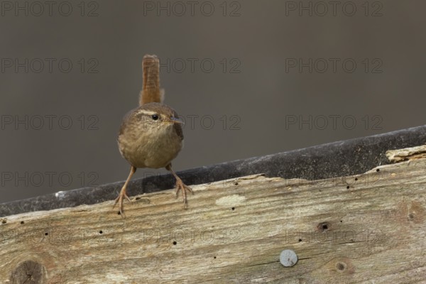 Eurasian wren (Troglodytes troglodytes) adult garden bird on a wooden shed roof, England, United Kingdom