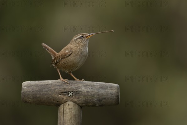 Eurasian wren (Troglodytes troglodytes) adult garden bird on a fork handle with nesting material in its beak in spring, England, United Kingdom