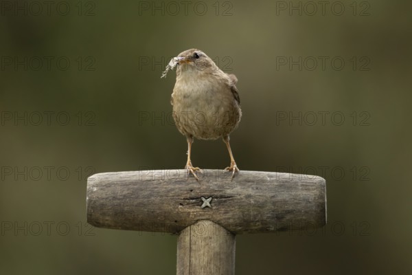 Eurasian wren (Troglodytes troglodytes) adult garden bird on a fork handle with nest material in its beak in spring, England, United Kingdom