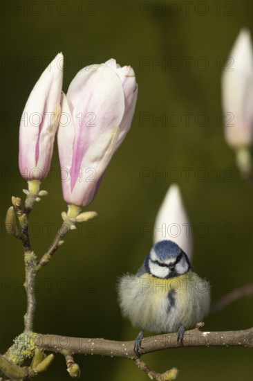 Blue tit (Cyanistes Caeruleus) adult garden bird on a flowering Magnolia tree branch in spring, England, United Kingdom